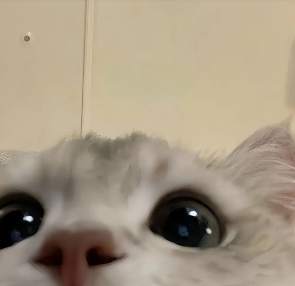 兔梦