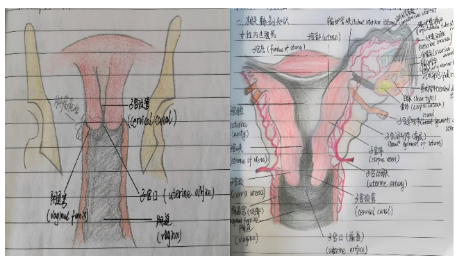 手术后用的敷料包什么腹腔镜下广泛性子宫切除术的手术配合_https://www.jmylbn.com_新闻资讯_第8张