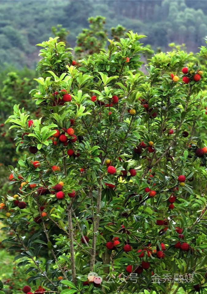 5月30日,走进头排镇同扶村种植户胡笳的杨梅园里,一株株杨梅树枝头上
