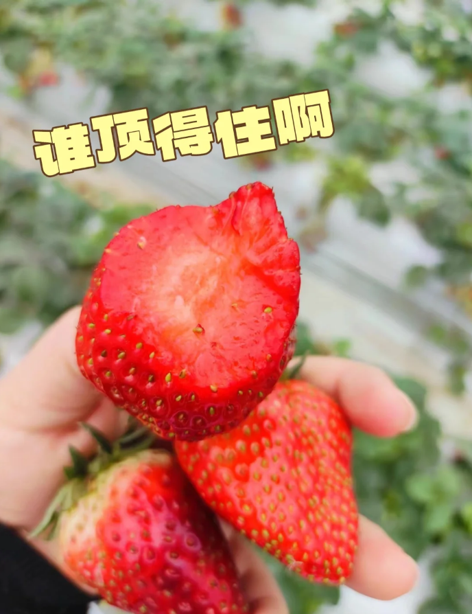 以上图源小红书@南柯一梦