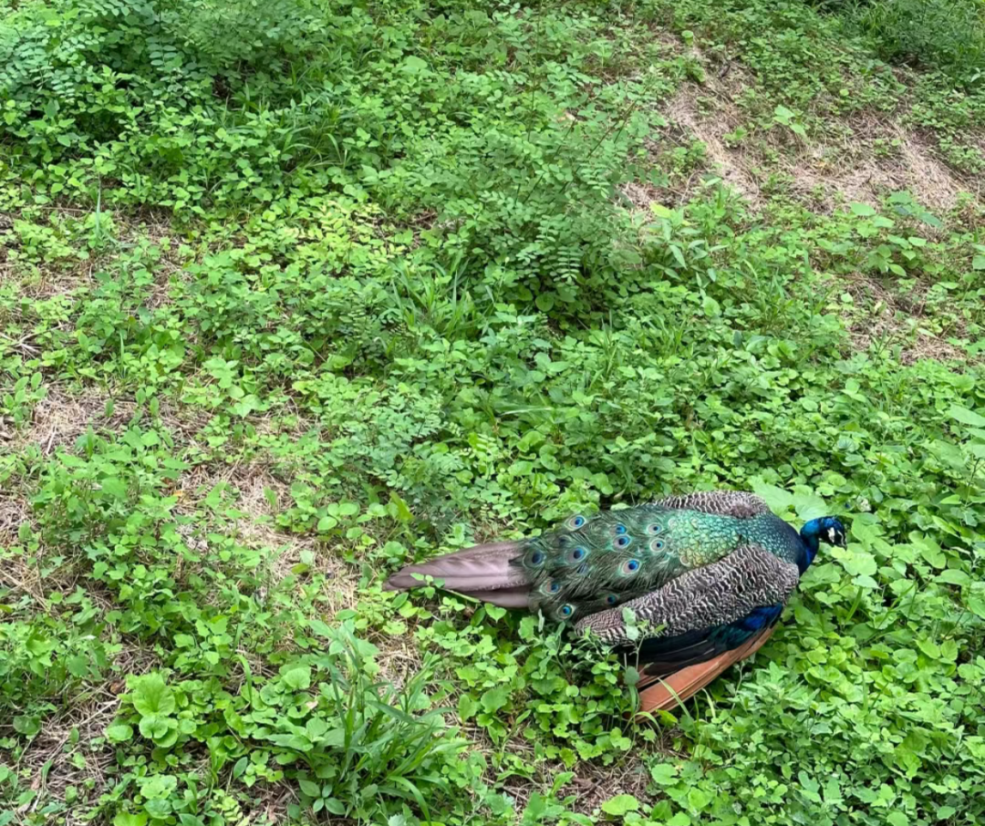羊驼和名贵的小矮马都是