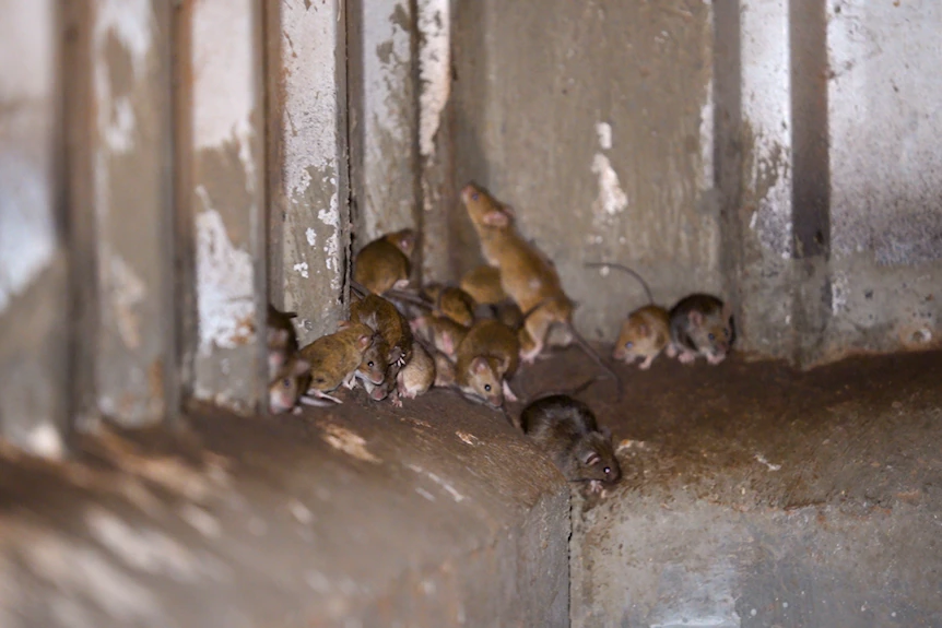 澳大利亚爆发鼠灾太可怕了