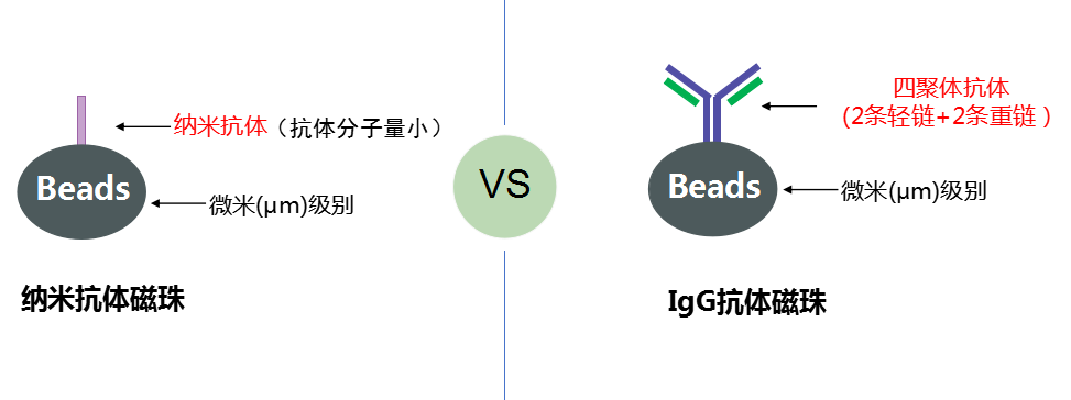 纳米抗体磁珠与IgG抗体磁珠结构示意图-辉骏生物.jpg