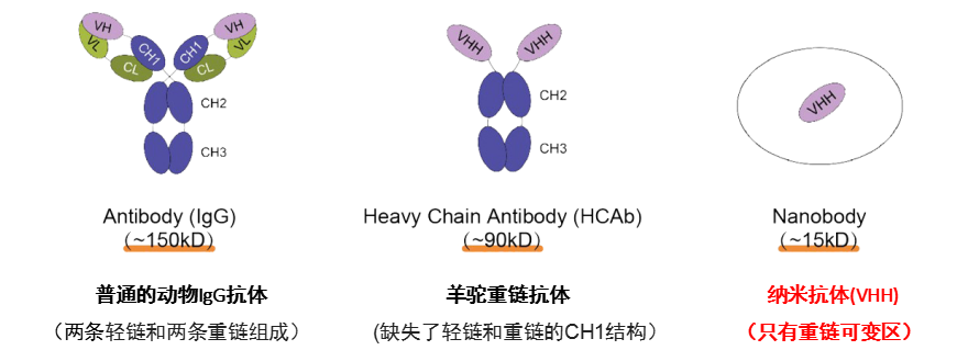 IgG抗体与纳米抗体结构示意图-辉骏生物.jpg