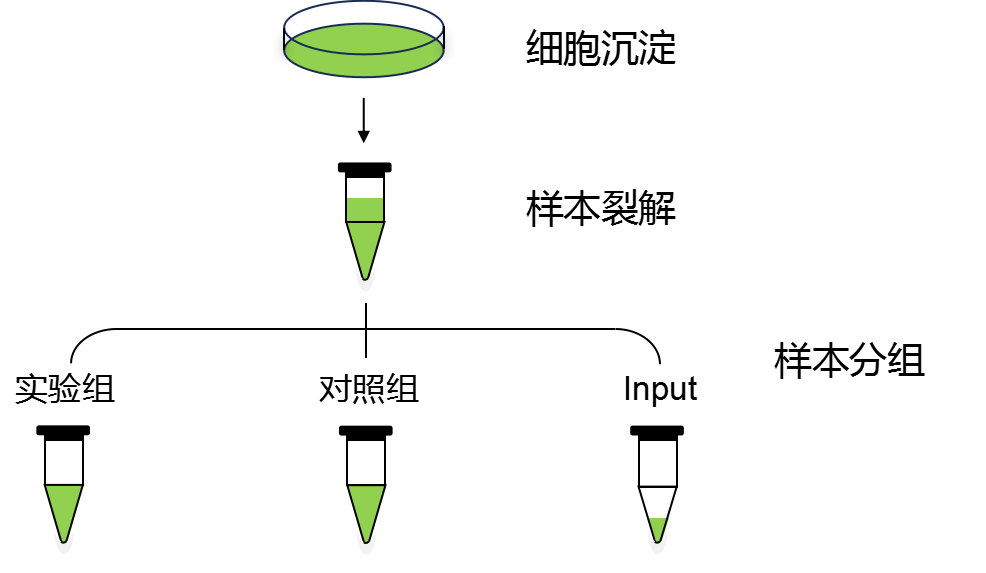 辉骏生物RNA pull down实验分组流程图