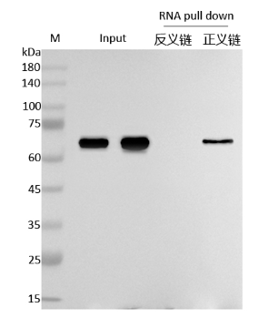 RNA pull down WB检测图（阳性）