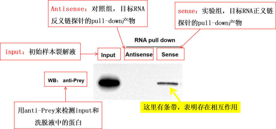 RNA pull down结果解析图-辉骏生物10年专注RNA pulldown实验服务