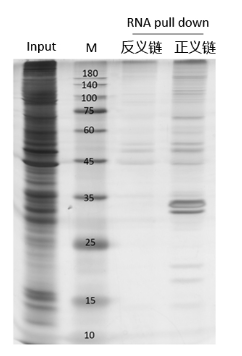RNA pull down MS产物银染胶图