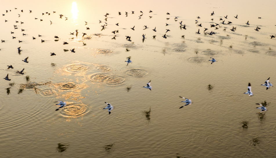 都昌:金秋鄱阳湖 湿地鸟翩跹,都昌县人民政府,政务资讯,图片报道