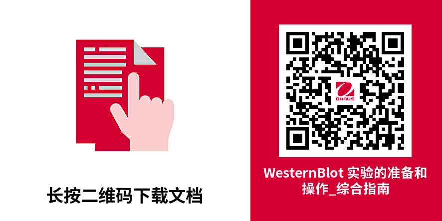 探索奧豪斯設(shè)備在Western Blot實驗中的應(yīng)用