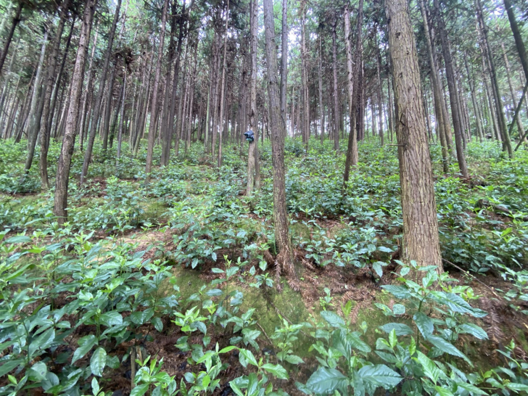 草珊瑚种植基地（来源：永和镇人民政府）