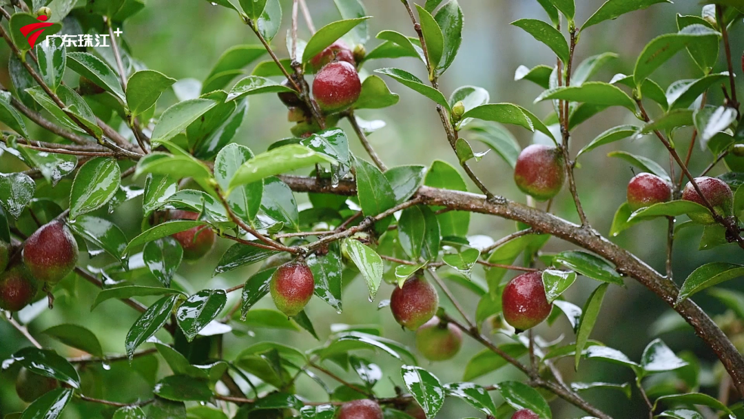 广东油茶结出生态经济双赢果