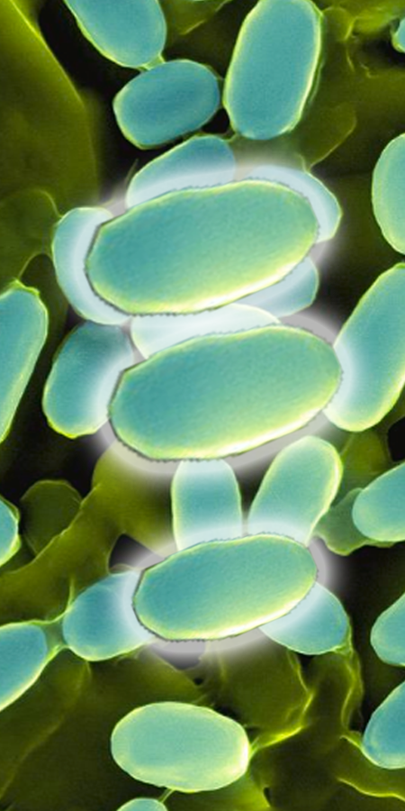 化妆品行业|面膜检出蜡样芽孢杆菌竟与它有关?