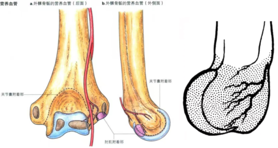 儿童肱骨外髁骨折的诊疗，本文全面总结！
