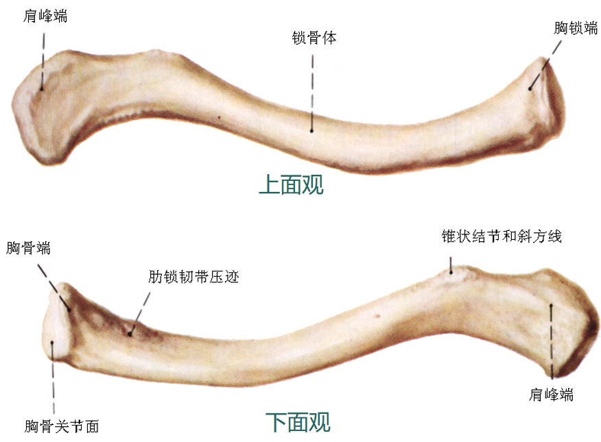 锁骨骨折：从分型到治疗的超全讲解，一文搞定！