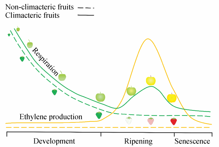 激素转录因子和表观遗传修饰调控呼吸跃变型果实成熟的研究进展