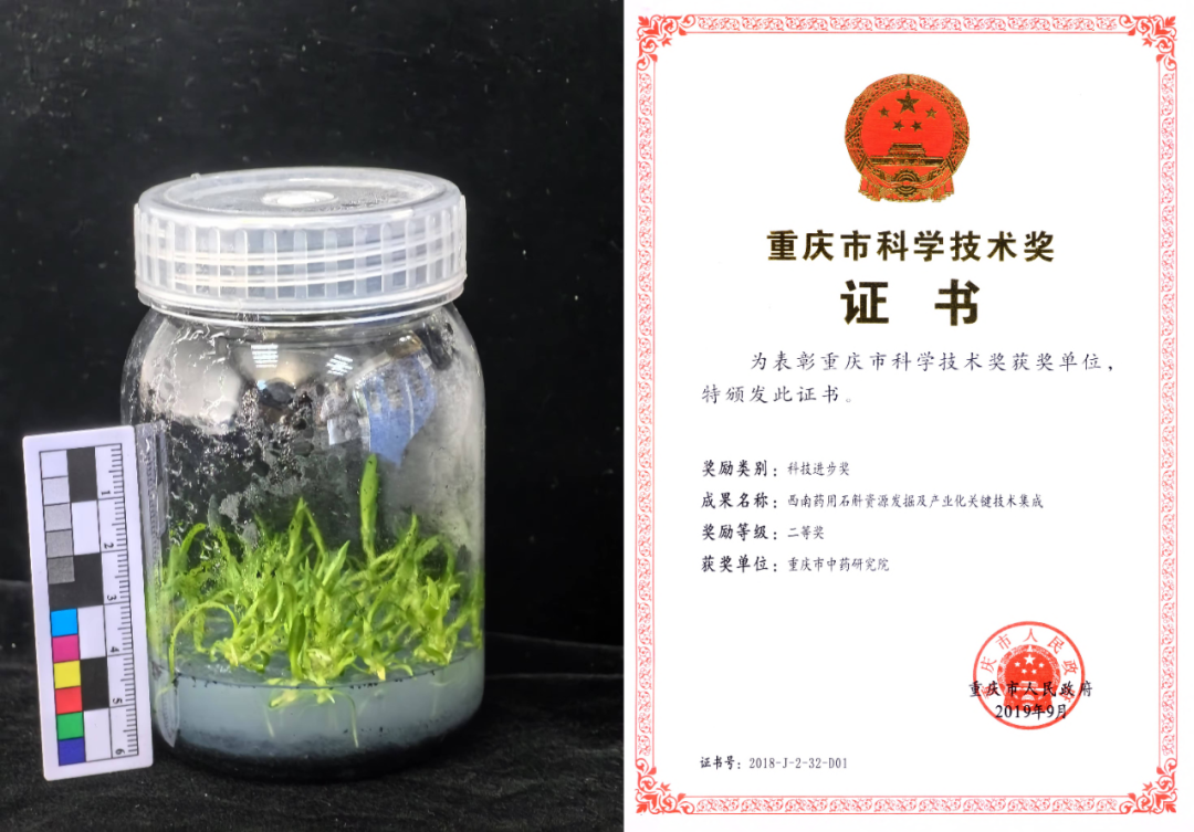 濒危药材人工繁育技术