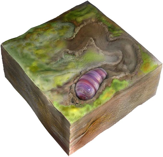 近日,在比金伯拉虫最早出现的地层更深的地方(也就是年代更为古老的