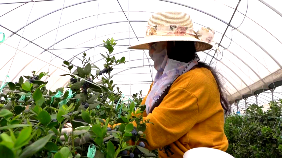 日用工近 1500 人 宾川蓝莓基地带动就业促农增收[00-03-03][20260413-172516593].jpg