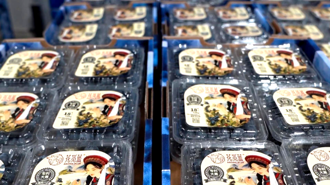 日用工近 1500 人 宾川蓝莓基地带动就业促农增收[00-08-11][20260413-173030515].jpg