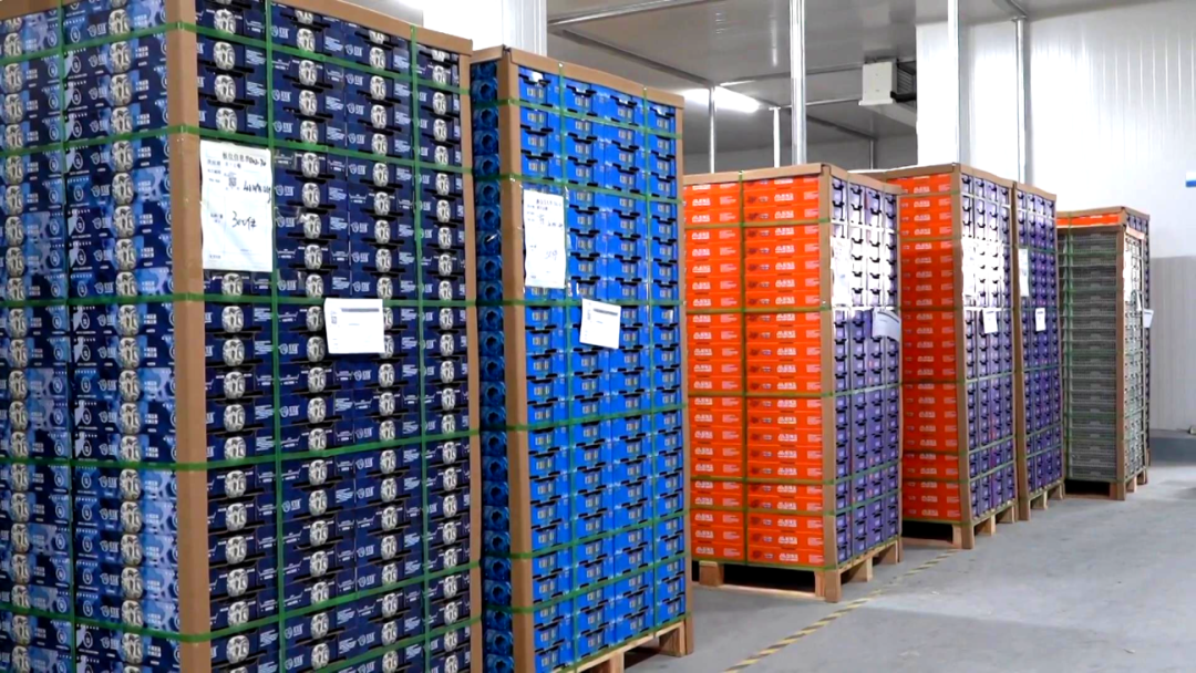 日用工近 1500 人 宾川蓝莓基地带动就业促农增收[00-08-17][20260413-173038111].jpg