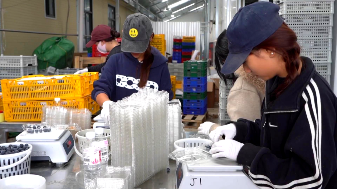 日用工近 1500 人 宾川蓝莓基地带动就业促农增收[00-06-18][20260413-172755862].jpg