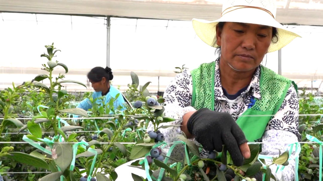 日用工近 1500 人 宾川蓝莓基地带动就业促农增收[00-02-17][20260413-172423123].jpg