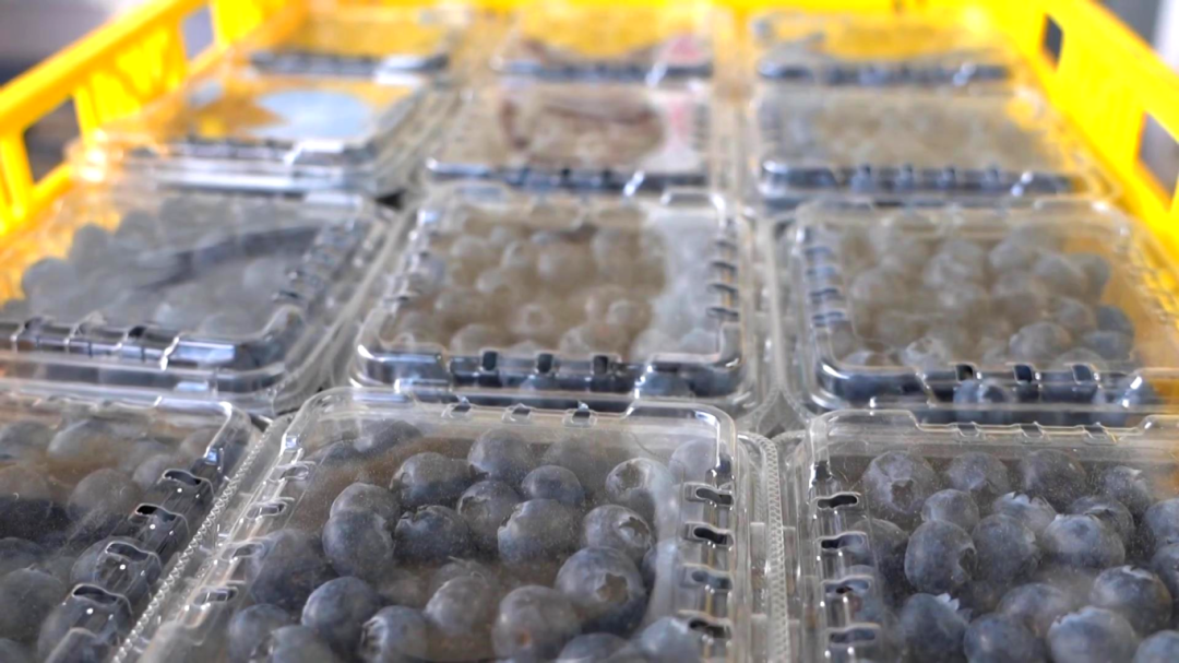 日用工近 1500 人 宾川蓝莓基地带动就业促农增收[00-06-27][20260413-172808448].jpg