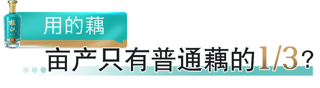 用的藕 亩产只有普通藕的1:3？.png