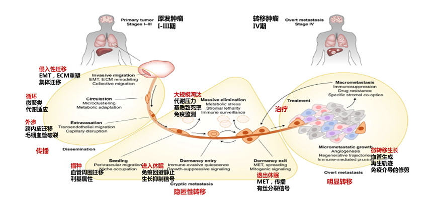 FISH怎么诊断CTC深入浅出了解外周血循环肿瘤细胞（CTC）检测_https://www.jmylbn.com_新闻资讯_第6张