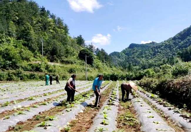 镇远县大地乡:田间地头披"新绿" 烟叶育肥助丰收