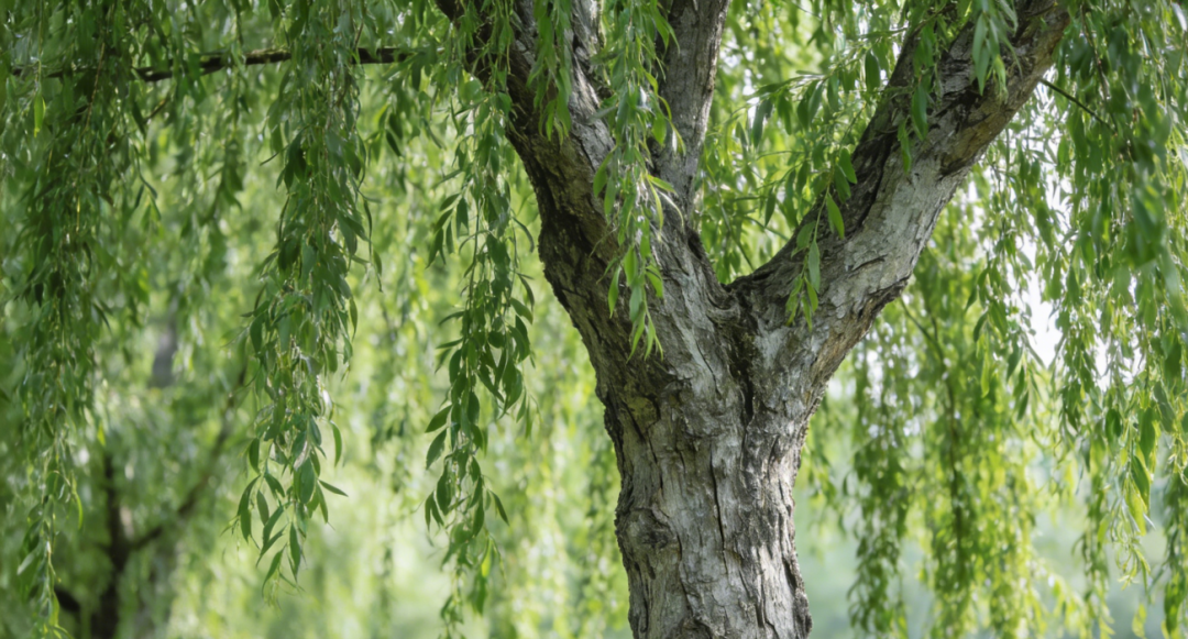 生成春日繁花图 (1).png