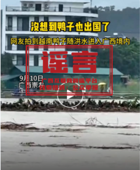 越南鸭子随洪水漂流到广西崇左？官方回应：谣言
