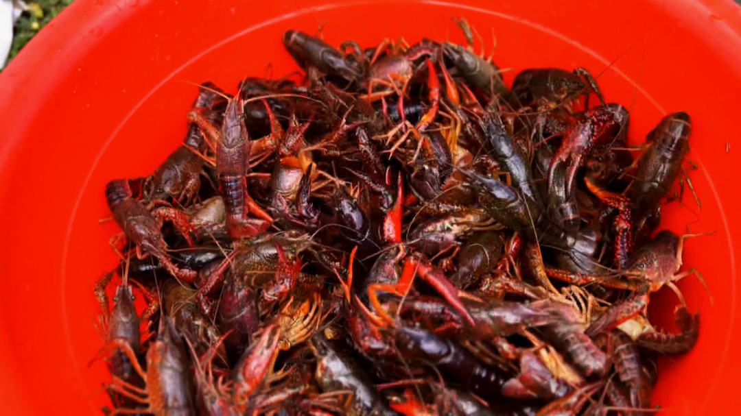 夏天的标配小龙虾!带你体验从"捉"到"吃"的全过程_石屏县融媒体中心