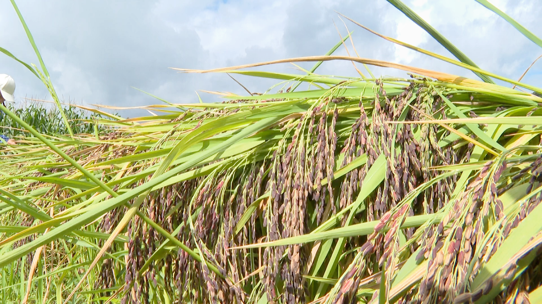 石屏 "米中极品" 紫米稻迎丰收