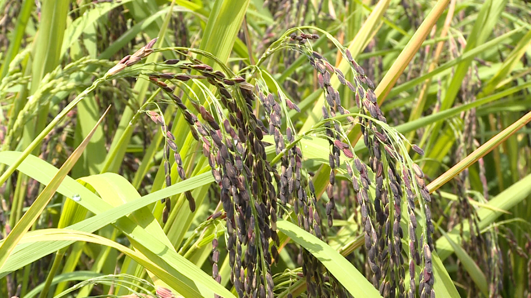 石屏 "米中极品" 紫米稻迎丰收