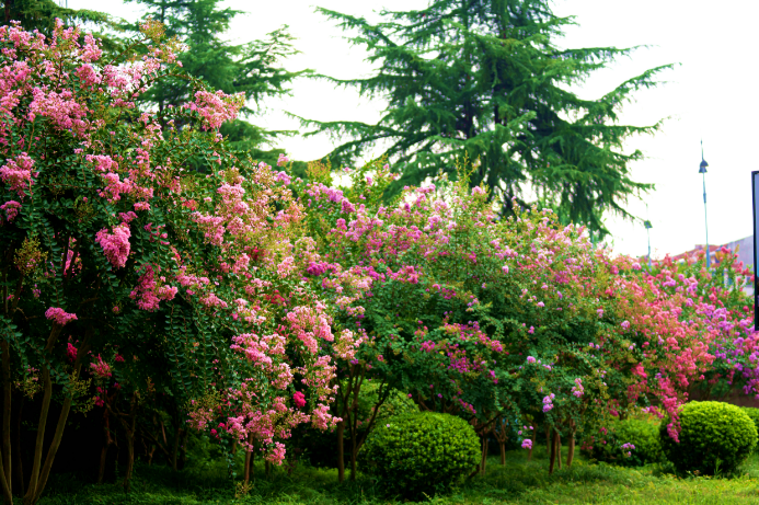 市花紫薇怒放时快来邂逅专属盐城人的秋日浪漫