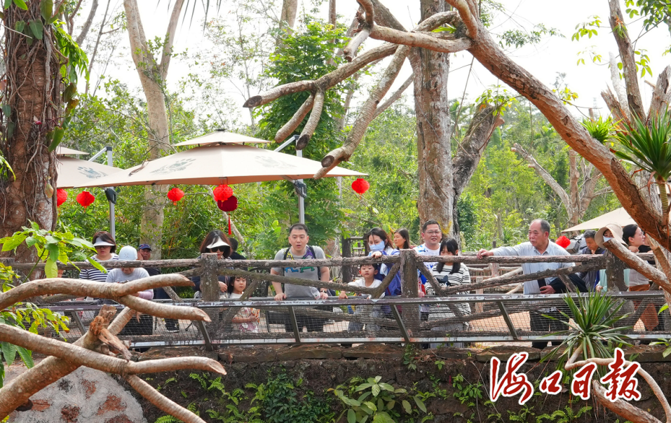 1月31日，在海南热带野生动植物园，市民游客在观赏鳄鱼。海口市融媒体中心记者 杨忠凯 摄