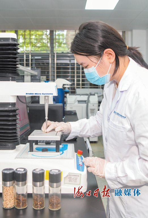 在海南大学琼山区乡村振兴农产品创新实验室，实验人员进行胡椒相关实验。海口日报融媒体记者 苏弼坤 摄