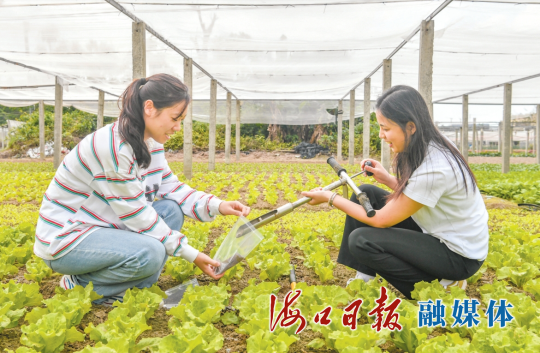 蔬菜科技小院研究人员在田间地头查看蔬菜生长情况。海口日报融媒体记者 孙士杰 摄