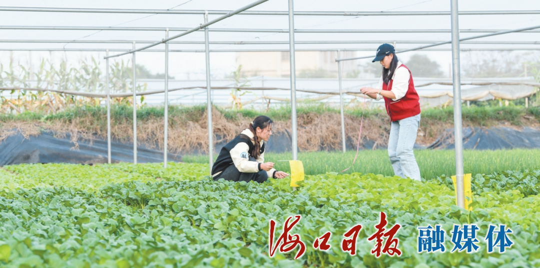 依托科技小院实现蔬菜高产，保障了春节等节假日的“菜篮子”。图为美兰区蔬菜科技小院成立后，工作人员测量一平方米的小白菜产量。海口日报融媒体记者 康登淋 摄