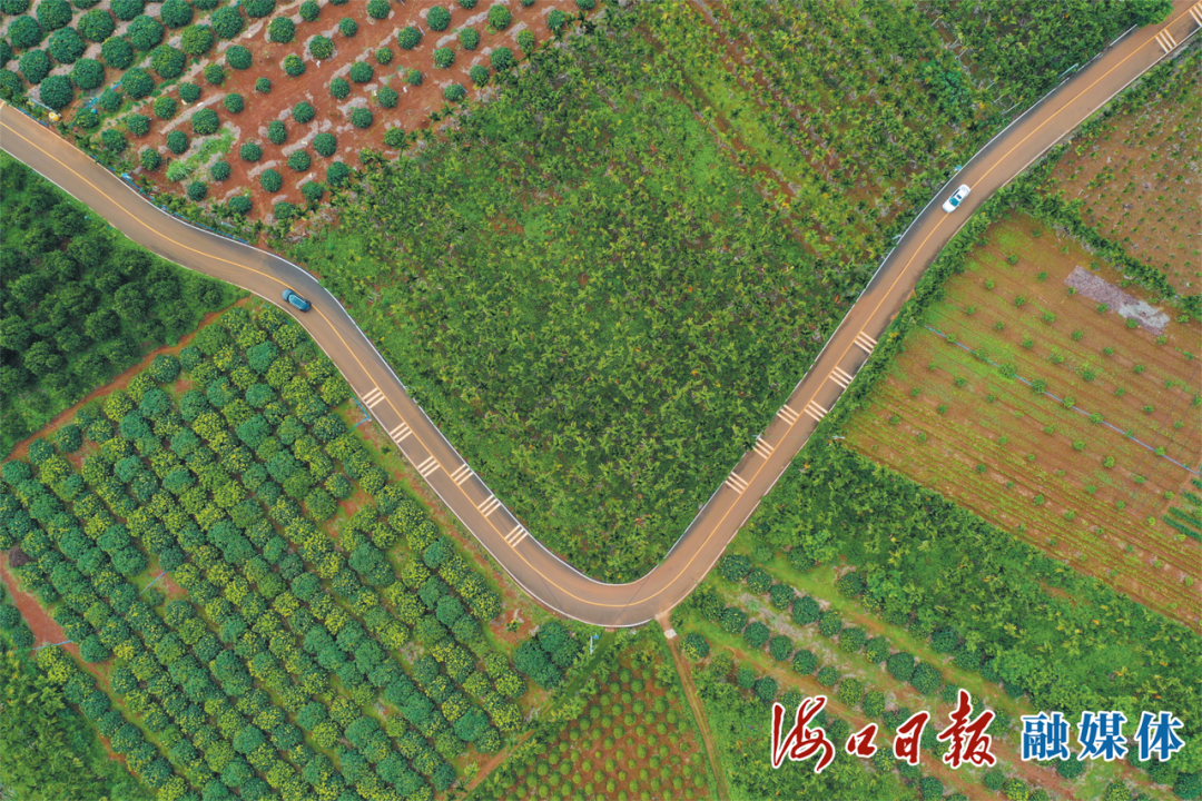琼山区三门坡镇龙茂山村—大水村路段，道路两侧荔枝树整齐排列、绿意盎然。海口日报融媒体记者 孙士杰 摄
