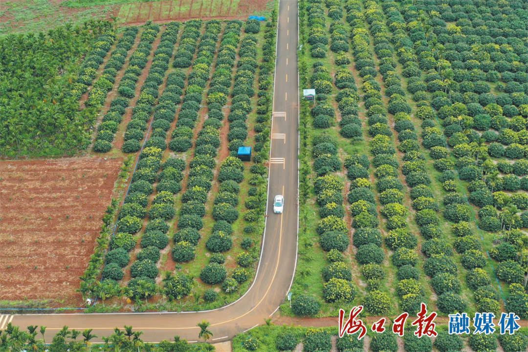 琼山区三门坡镇龙茂山村—大水村路段，道路两侧荔枝树整齐排列、绿意盎然。海口日报融媒体记者 孙士杰 摄