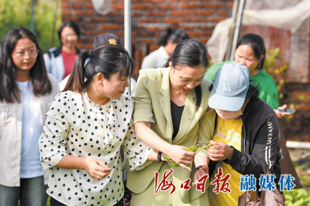 研究员在蔬菜科技小院认真讲解防虫知识。海口日报融媒体记者 杨鹤 摄