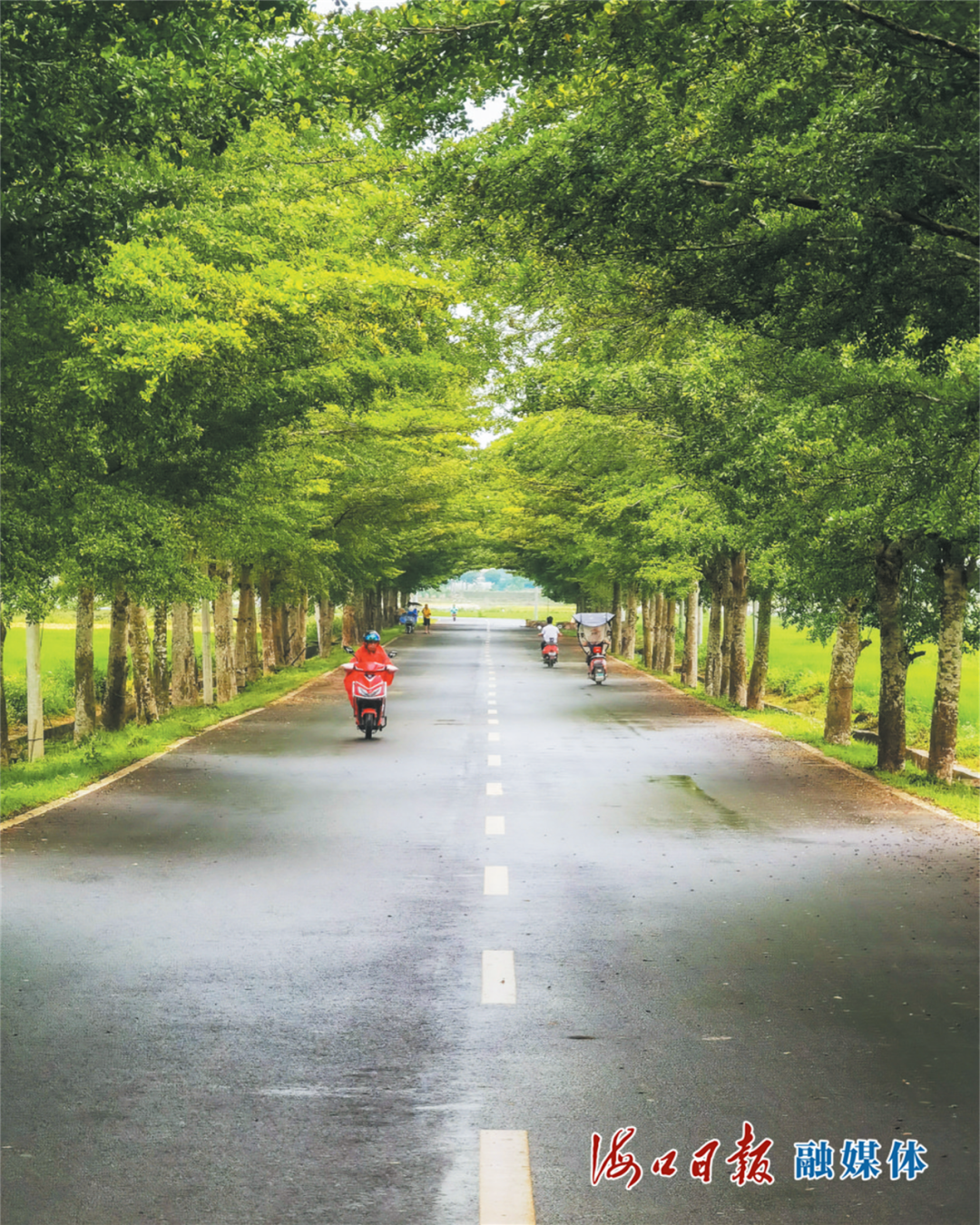 龙华区新坡镇文山村曲径通幽的乡村道路。海口日报融媒体记者 石中华 摄