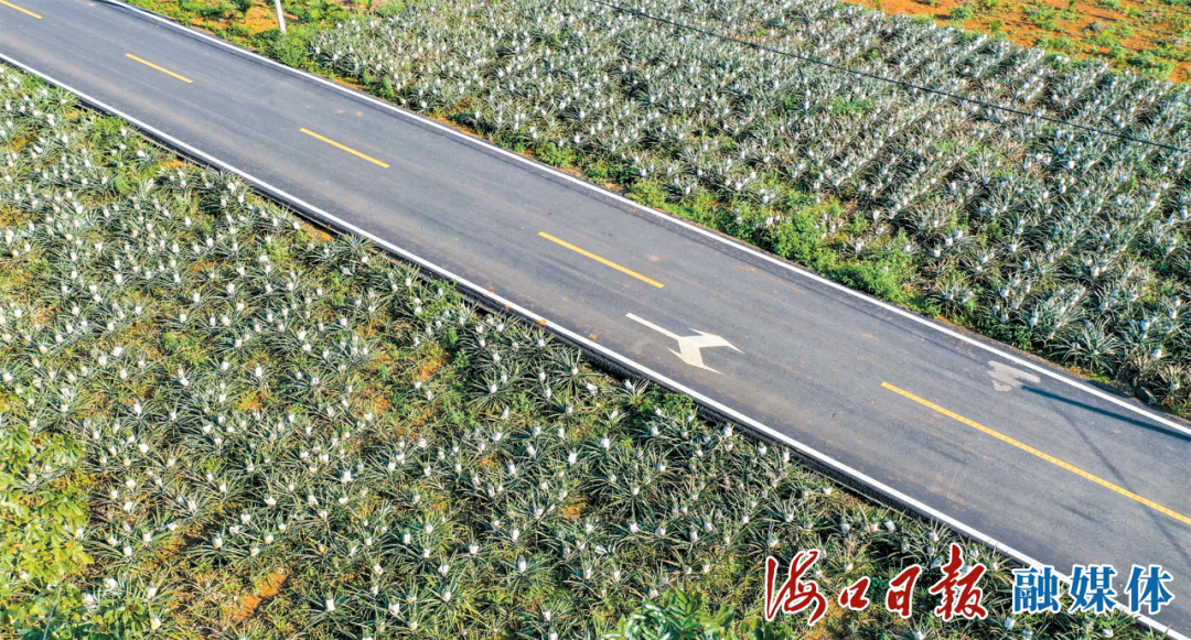 美兰区大致坡镇崇德村“美丽农村路”示范路，极大方便了周边农产品运输。海口日报融媒体记者 康登淋 摄