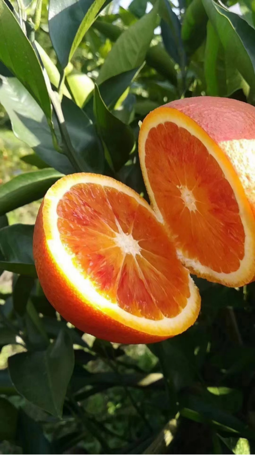 天府之国共话橘事万州玫瑰香橙邀您共绘三峡红