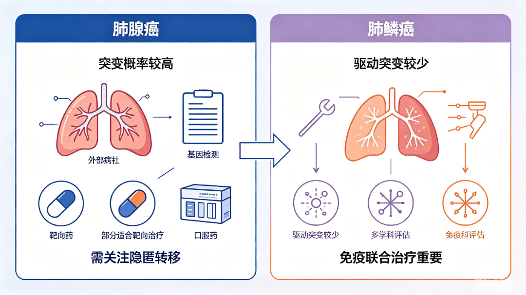都是肺癌，一个长在“外周”，一个长在“中央”——肺腺癌和肺鳞癌谁更难治？ (2).png