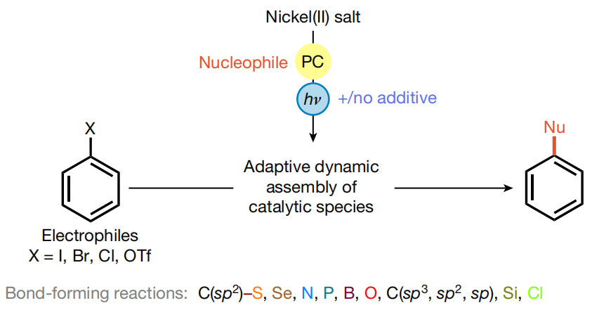 Nature：具有自适应动态均相催化的交叉偶联反应