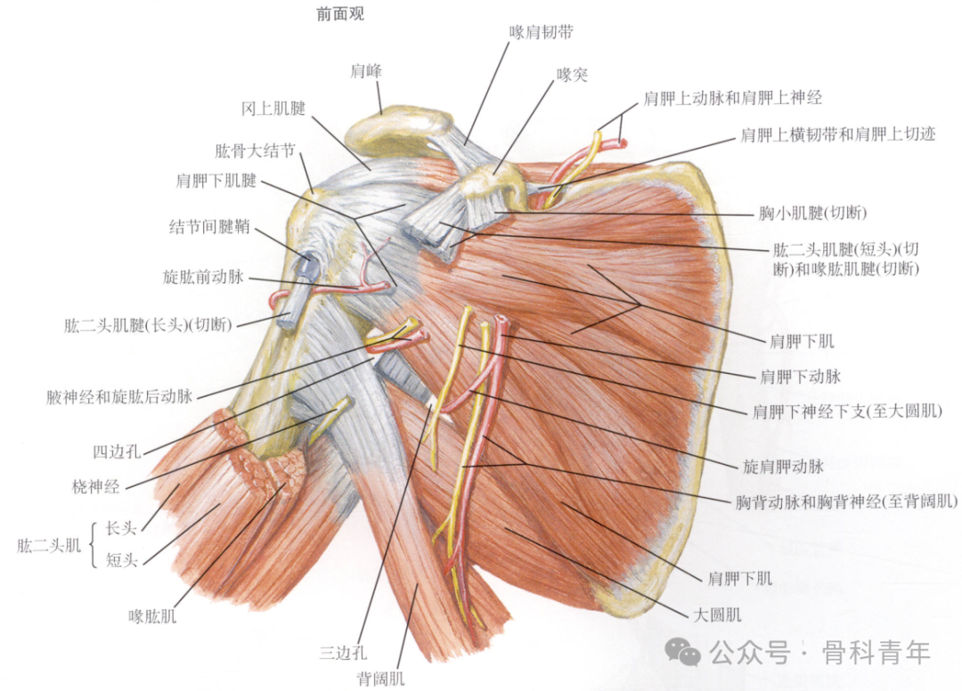 “腋窝入路”显露肩胛盂：解剖与手术技术